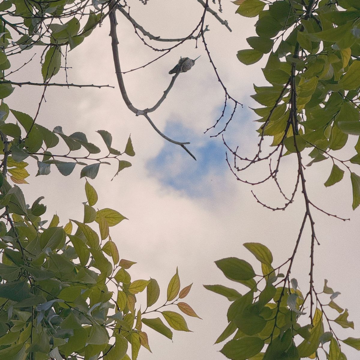 Looking up at tree branches where a hummingbird is sitting, the blue, partly cloudy sky in the background