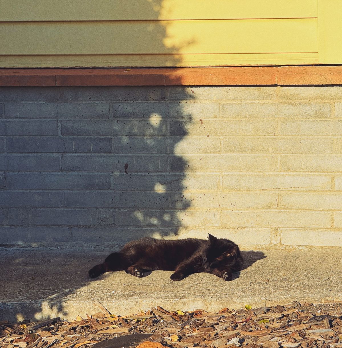 A black cat sleeping on its side on the concrete, the gray brick wall behind it and yellow siding in mottled shadow on left, and bright sun on right