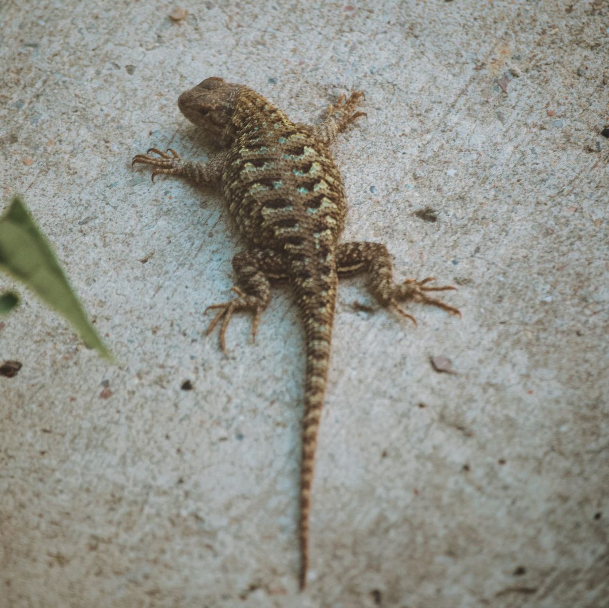 Western fence lizard (?) sitting on a cement sidewalk, late afternoon, its legs splayed out, and its head looking left