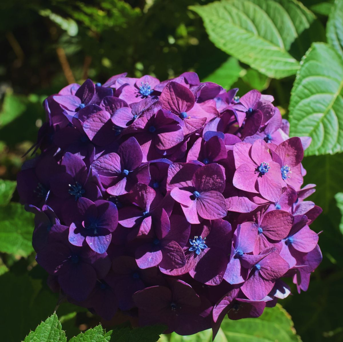 Close-up of a hydrangea bloom that has red-violet petals and blue centers, with some petals tinged with blue gradient edges