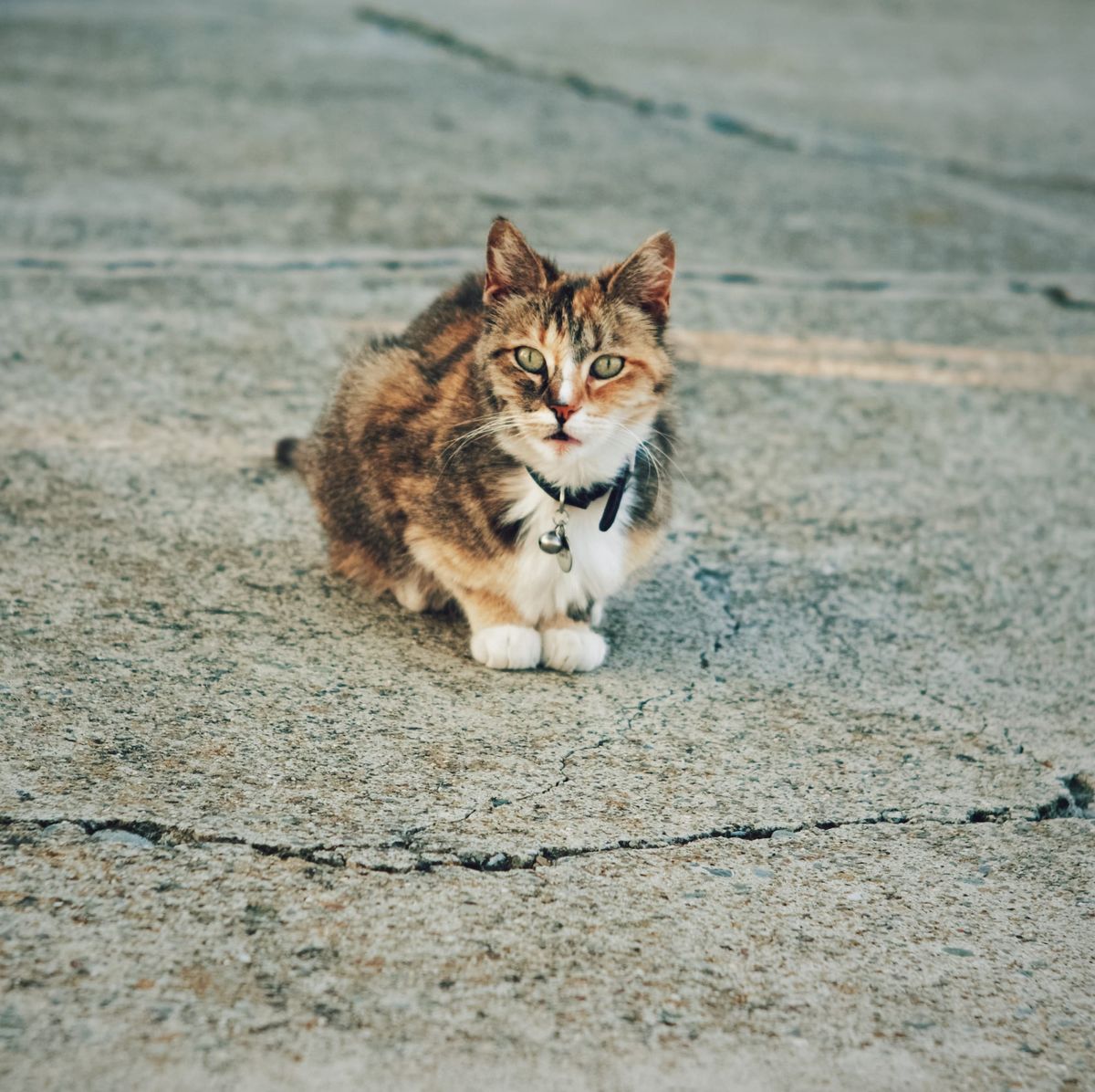 A tortoiseshell cat lying down on a concrete driveway looking in the direction of the camera
