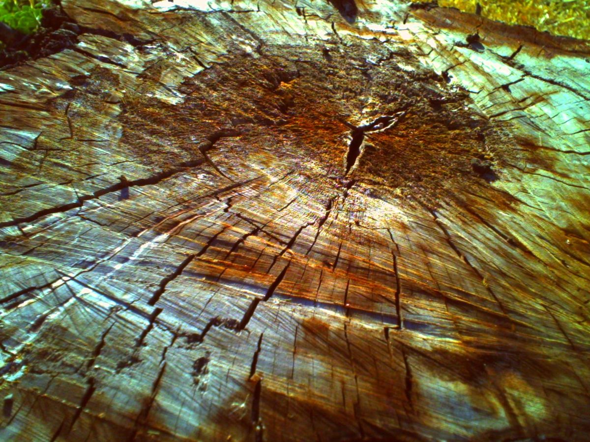 Low-res, lo-fi close up of the texture on a tree stump in early evening sunlight
