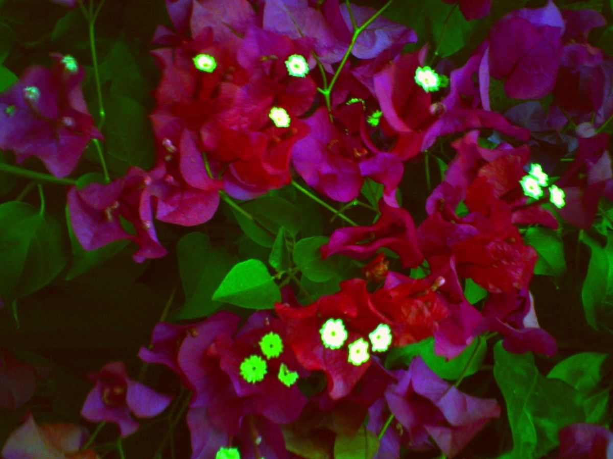Low-res, strangely colored close up of bougainvillea, where the small white flowers appear as green or white with lime-green haloing