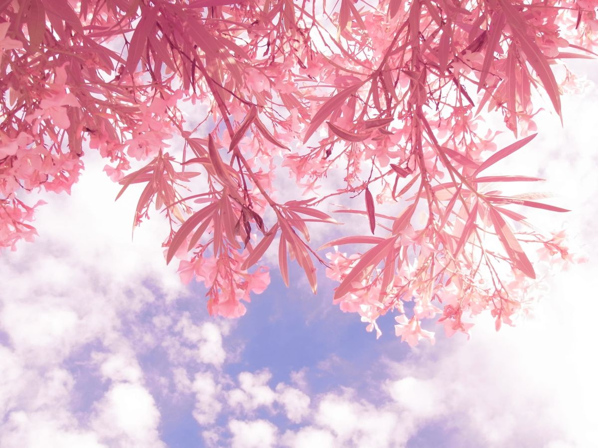 Infrared image looking up at some cotton candy-pink flowering tree branches with a partially cloudy blue sky in the background