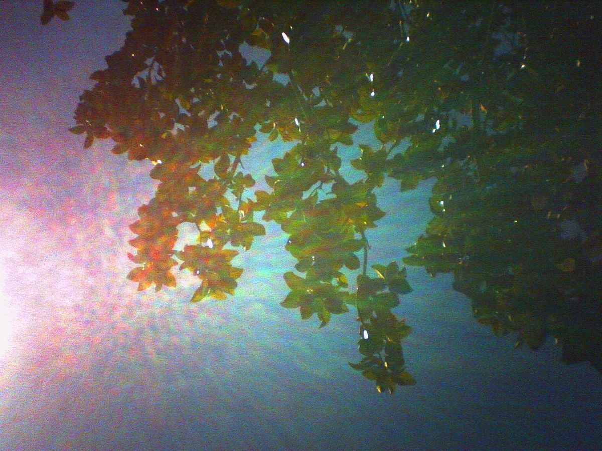Low-res picture looking up at tree branches and into the sun, the camera sensor making a strange, rainbow-y sun flare pattern 