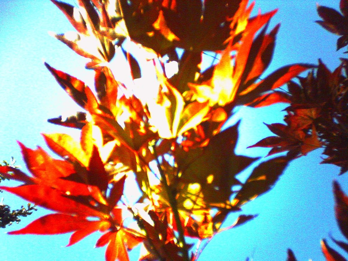 Out of focus, overexposed, vivid red and yellow maple leaves against an unnaturally aqua-colored sky