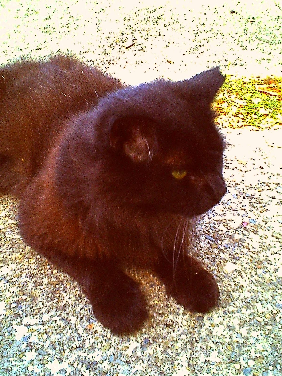 Close-up of a black, longhaired cat's head and upper torso, the sidewalk it's sitting on is blurry and overexposed because the camera metered for the black cat
