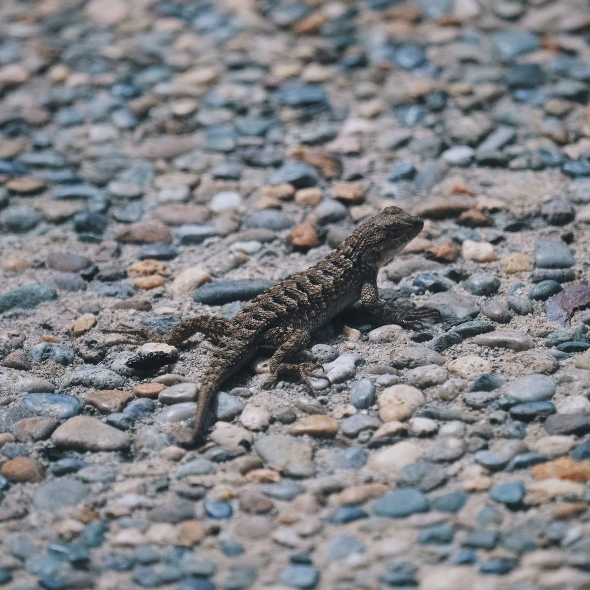 A small brown lizard sitting on concrete studded with different colored pebbles