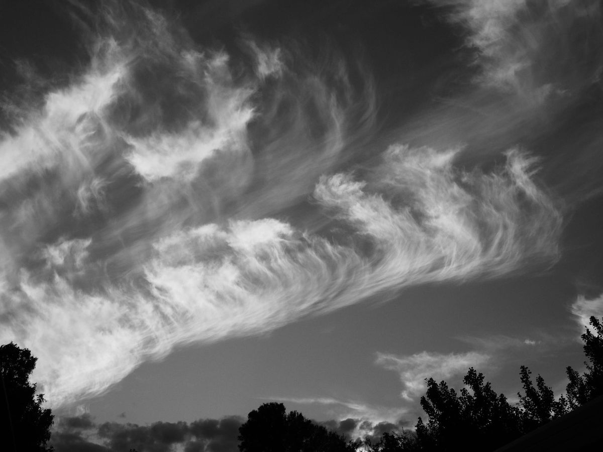 High-contrast black and white picture of swooping lines of clouds in the sky, with dark treetop silhouettes at the bottom of the frame