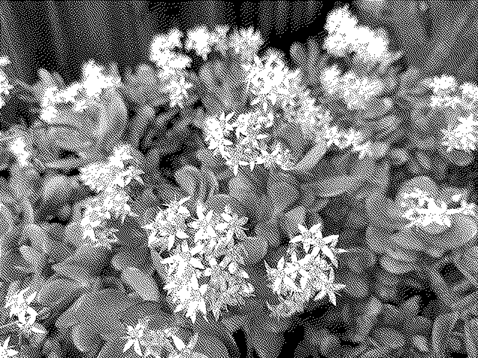 picture a day: feb 13