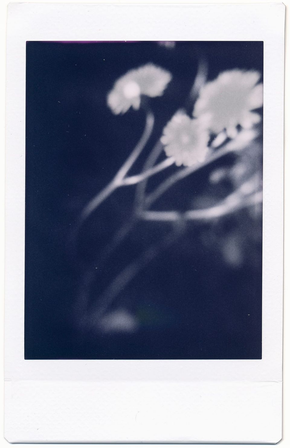 picture a day: apr 25