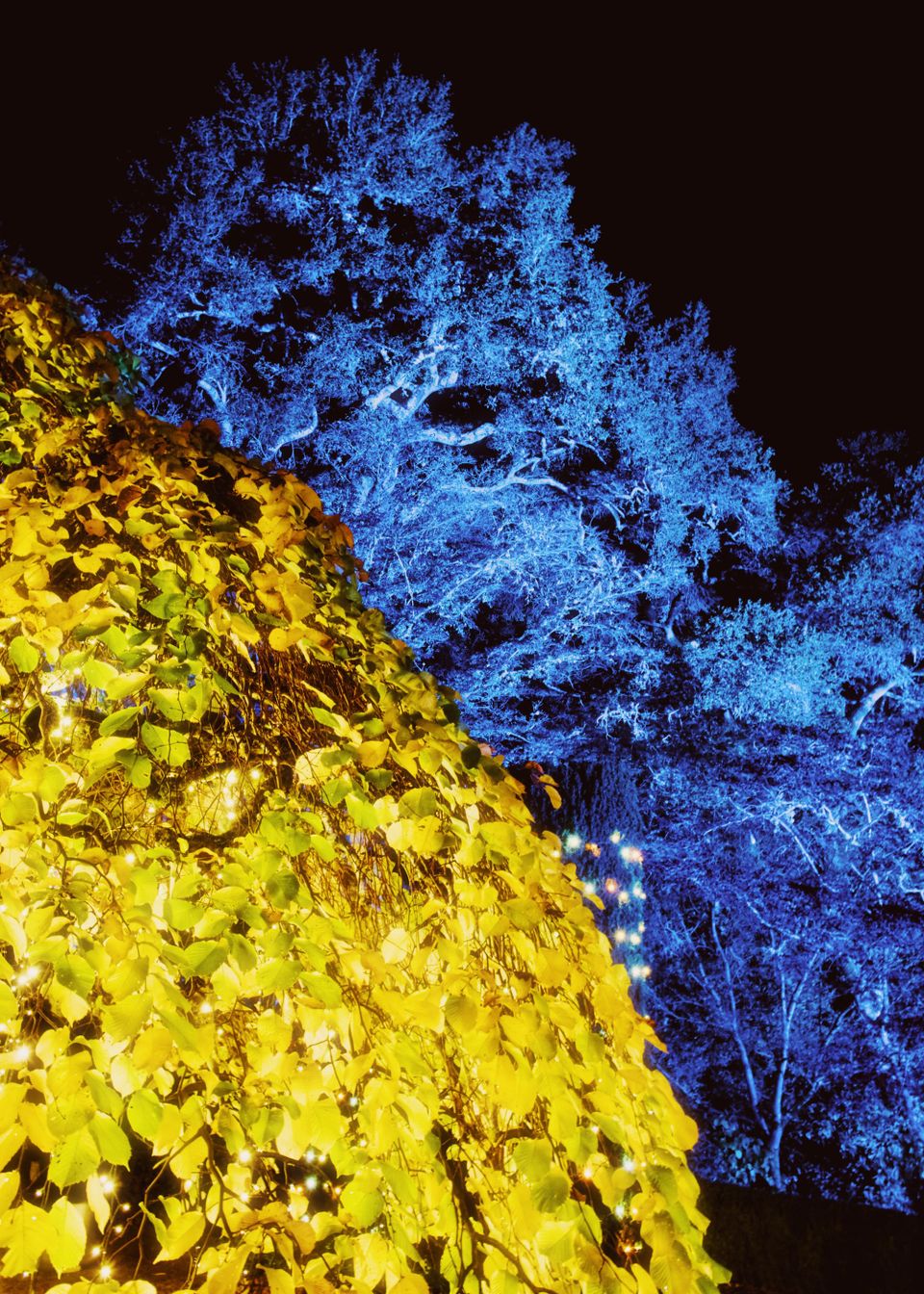 picture a day: dec 1