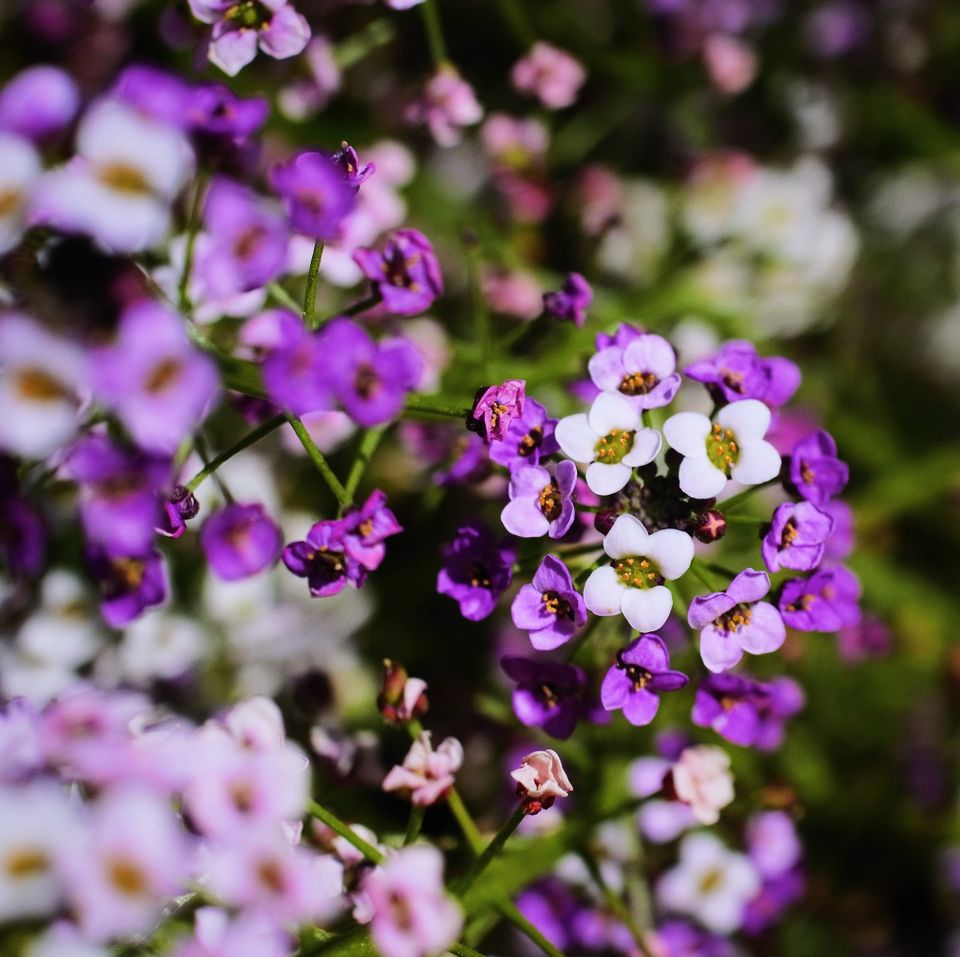 picture of the day: jun 13