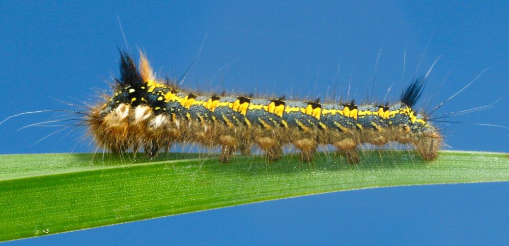 A very hairy caterpillar