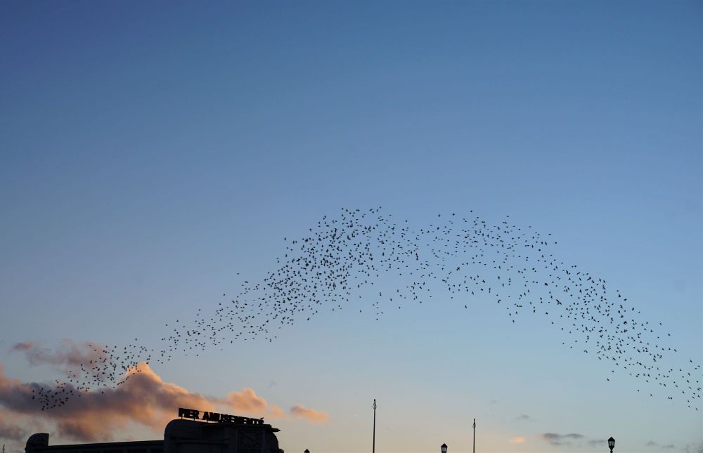 a flock of birds at dusk