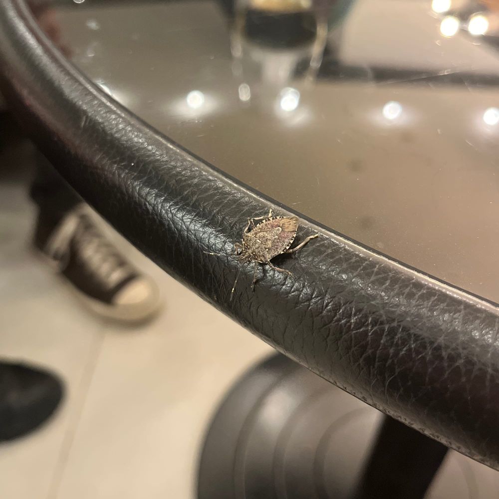 A shield beetle crawling over the edge of a table, found one evening at AgileTD in Potsdam, November 2023