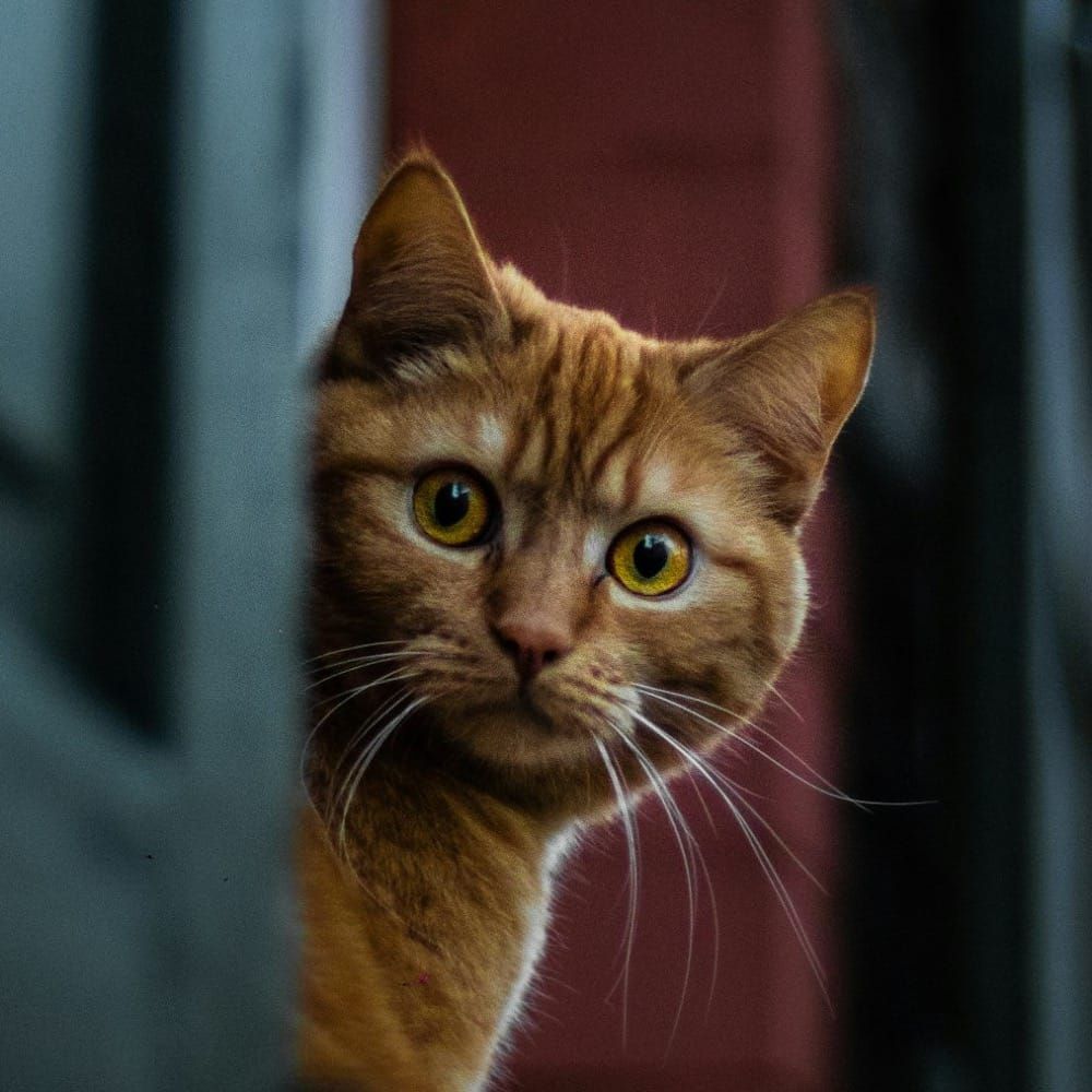 A curious ginger cat looks intensely around a shutter