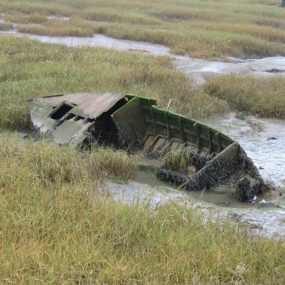 A rotting boat stuck in mud and reeds