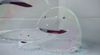 That Shiny Suds commercial, and the Adverve sexism show