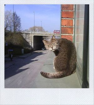 Spiderman has nothing on cats