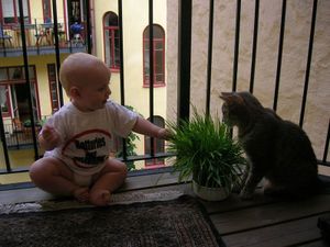 Babies are like kittens