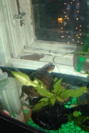 "Favorit i repris" Jingle Shells