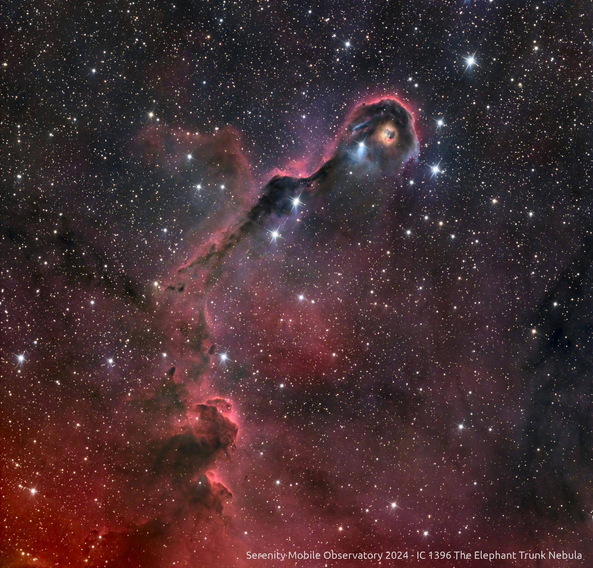 IC 1396 — The Elephant Trunk Nebula by Chris Fellows