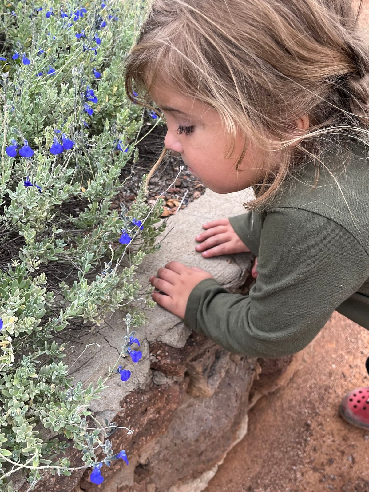 Priorities & Reflections on the birth of my Medicinal Mushrooms Shop