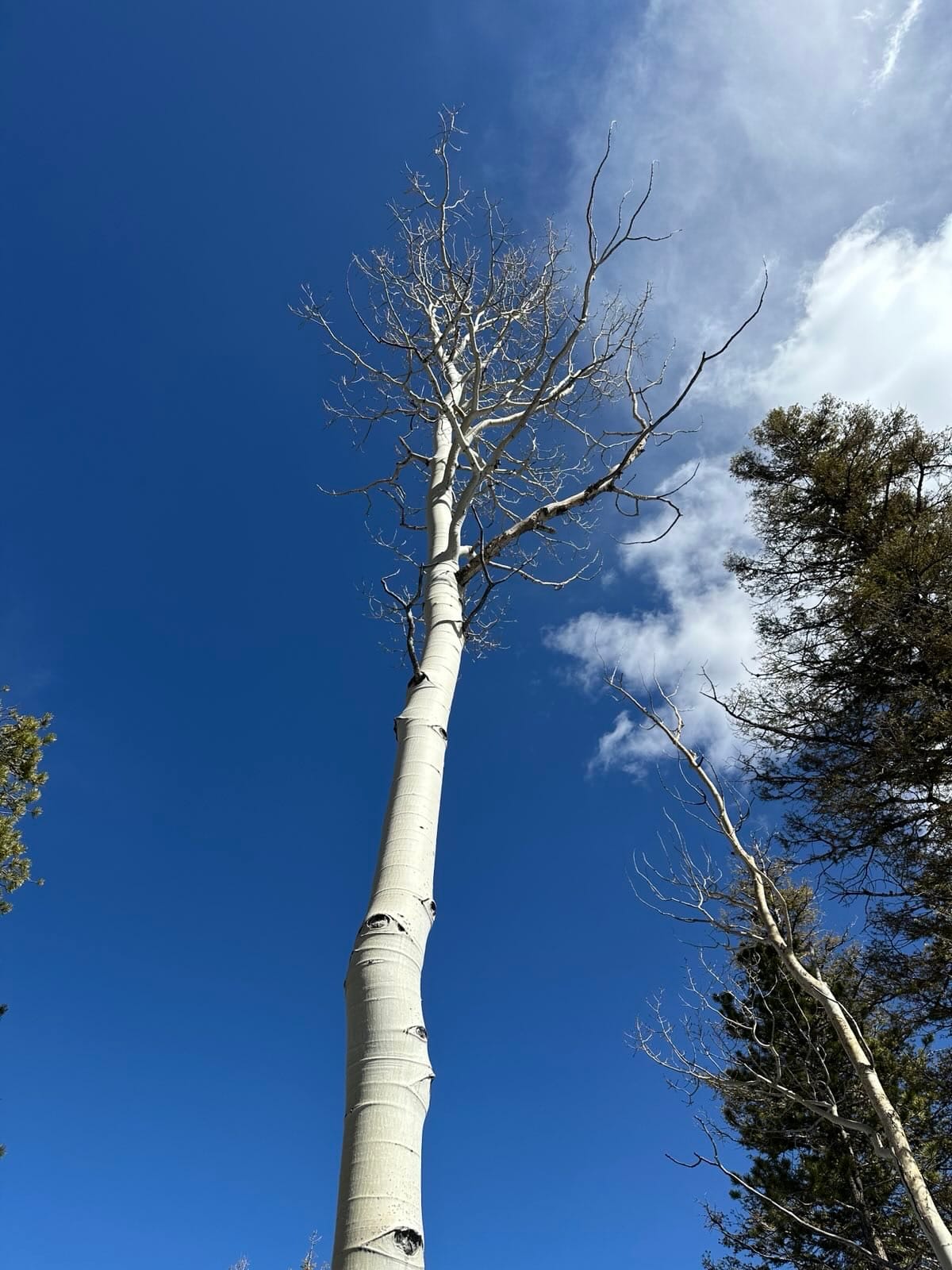 trees and sky