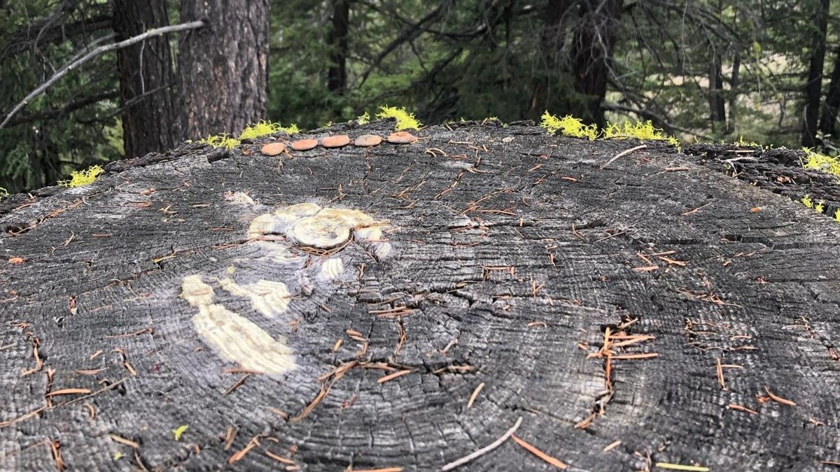  clay runes sit at the far edge of a long-since-felled douglas fir tree stump.. Bright green wolf lichen grows on the deeply furled outer bark.pines grow on the slope, descending beyond