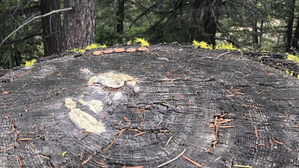 clay runes sit at the far edge of a long-since-felled douglas fir tree stump.. Bright green wolf lichen grows on the deeply furled outer bark.pines grow on the slope, descending beyond