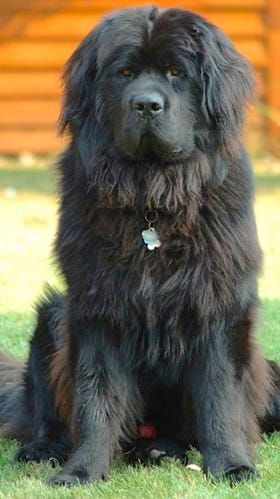 Duana Names: Big, Black, and Furry