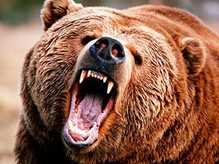 Resisting a Bear Pun