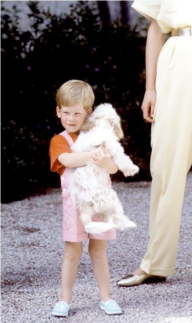 Hot Harry & puppies