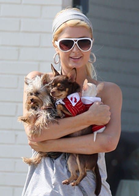 Dog Abuser at the Beach