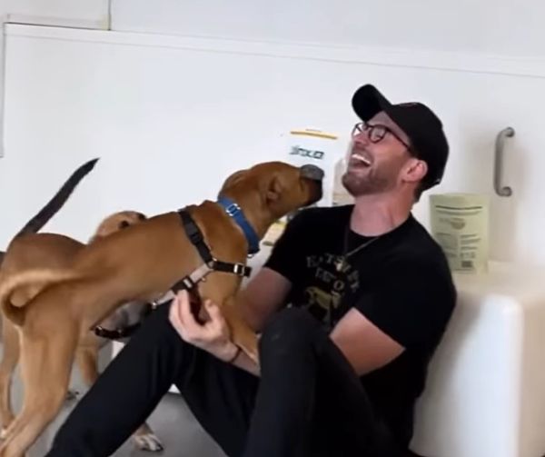 The Best Chris Evans with the puppies