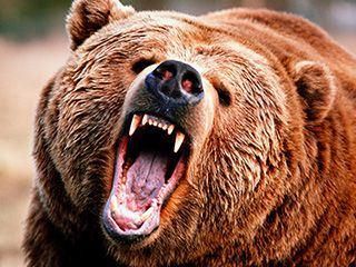 Resisting a Bear Pun