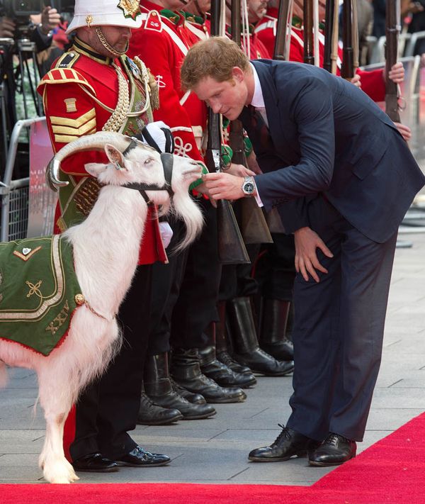 Harry, a goat, and Cressie