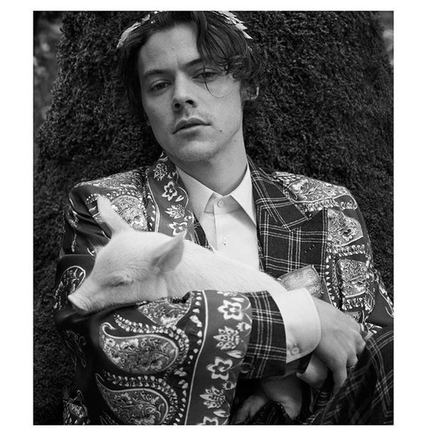 Harry Styles and baby animals
