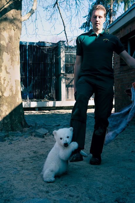 On the Knut Bandwagon