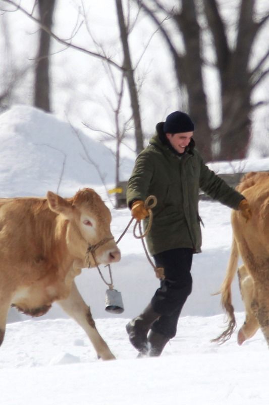 Robert Pattinson drags a cow