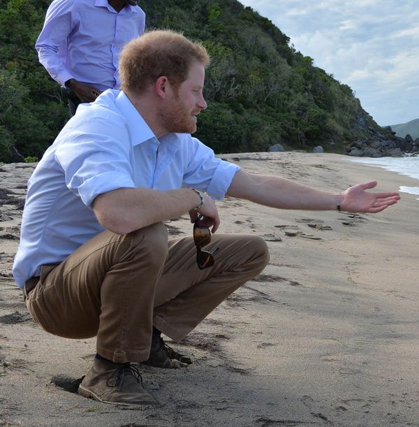 Harry’s Thanksgiving turtles