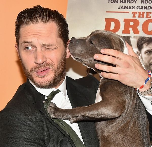 Tom Hardy at TIFF