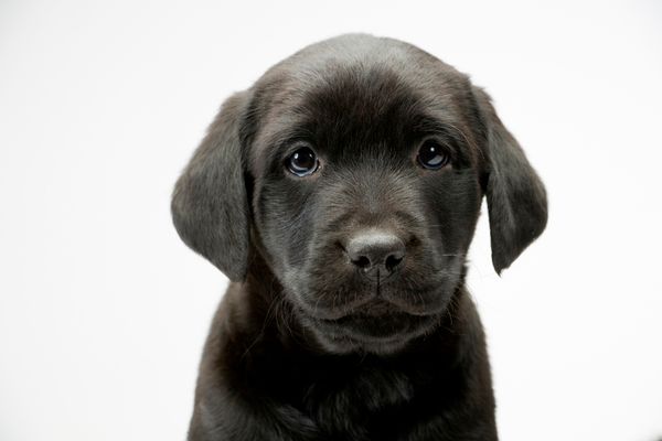 Duana Names: Dignified, Chunky & Tiny