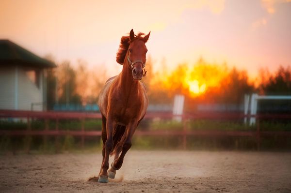 Duana Names: Get In The Ring