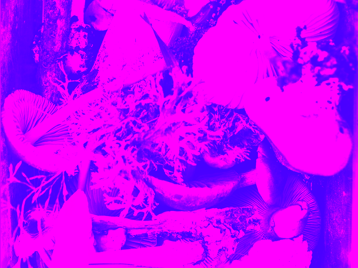 Hypha Worker Co-operative