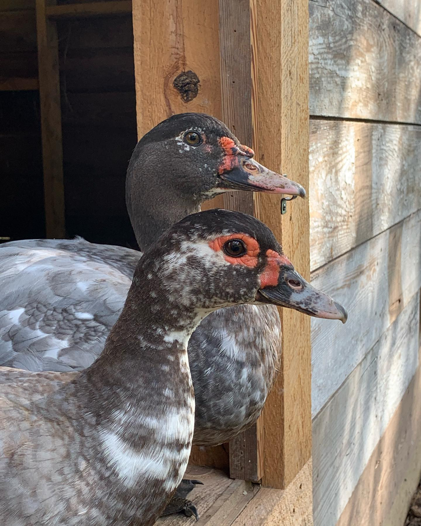 Branchwater Muscovy ducks