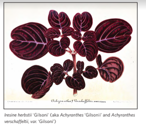 A decorative plant cultivated by Gilson was named for him in a historical text. A decorative plant cultivated by Gilson was named for him in a historical text. 