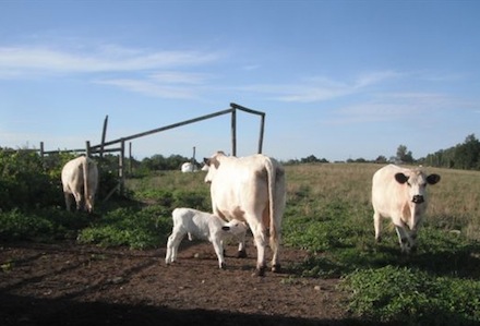 Rural Intelligence Food