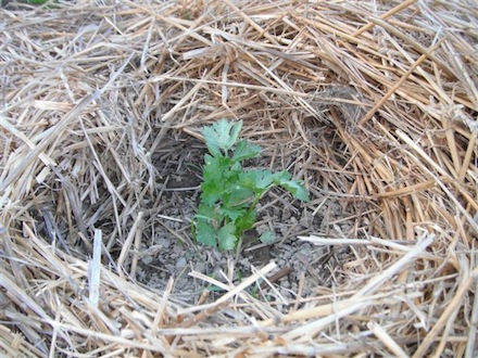 Rural Intelligence Parties and Openings